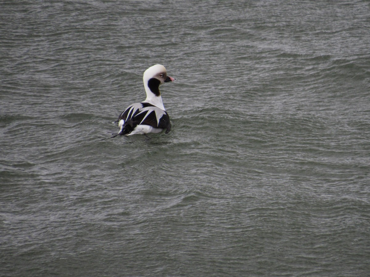 Long-tailed Duck - ML407345271