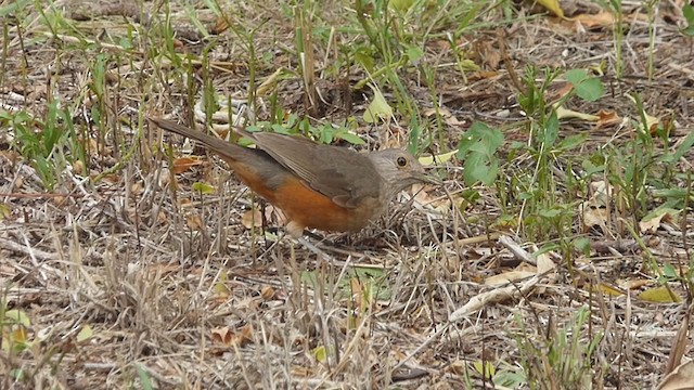 Rufous-bellied Thrush - ML407345791