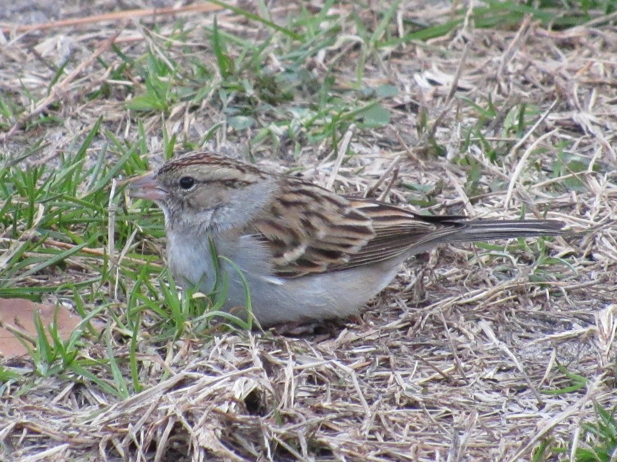 Chipping Sparrow - ML407345961