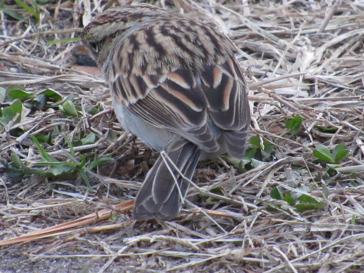 Chipping Sparrow - ML407345991