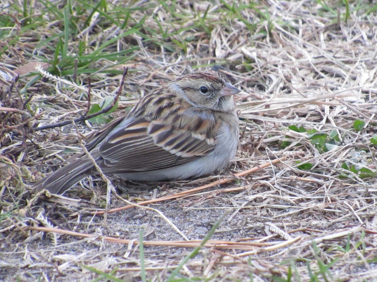 Chipping Sparrow - ML407346031