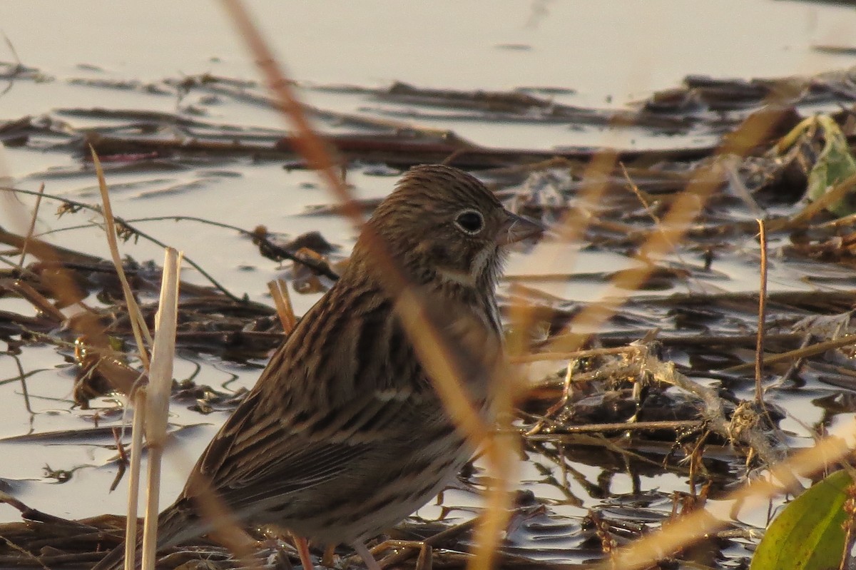 Vesper Sparrow - ML40734691