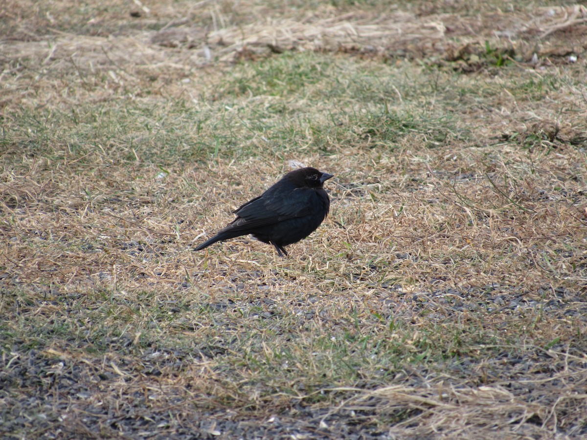 Brown-headed Cowbird - ML407347041