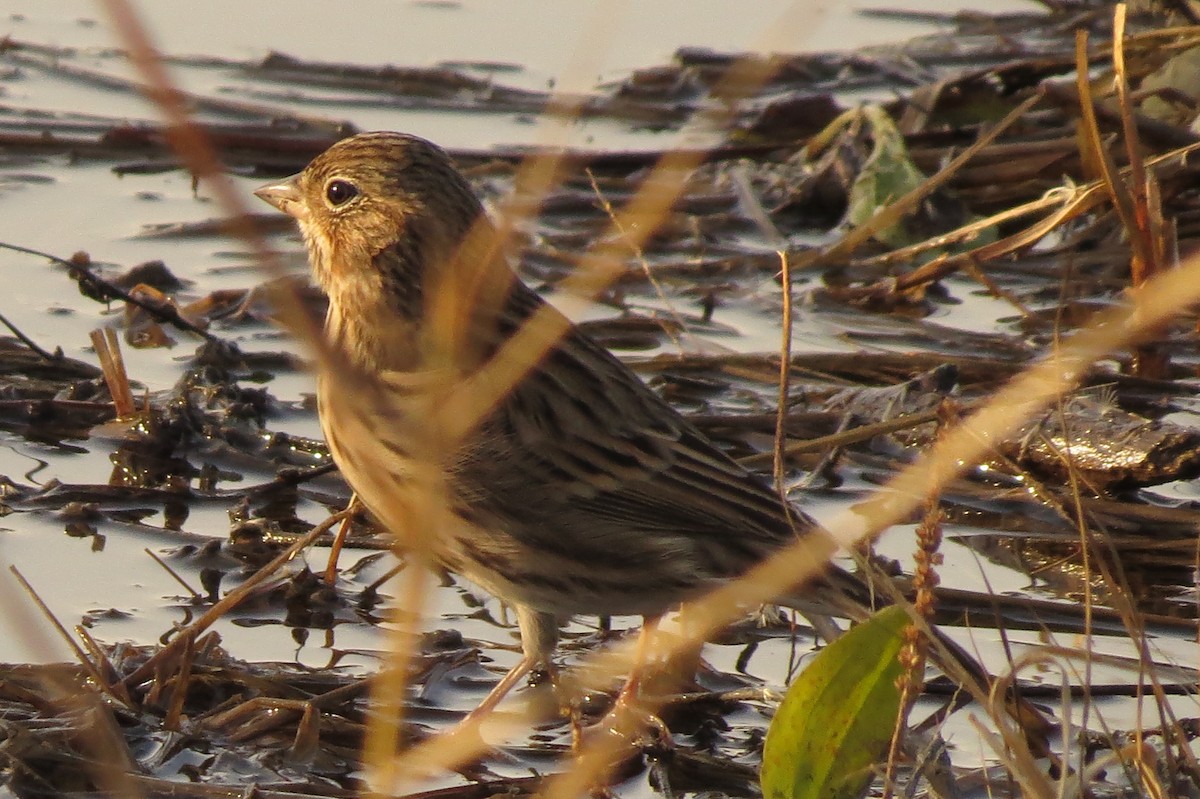 Vesper Sparrow - ML40734741