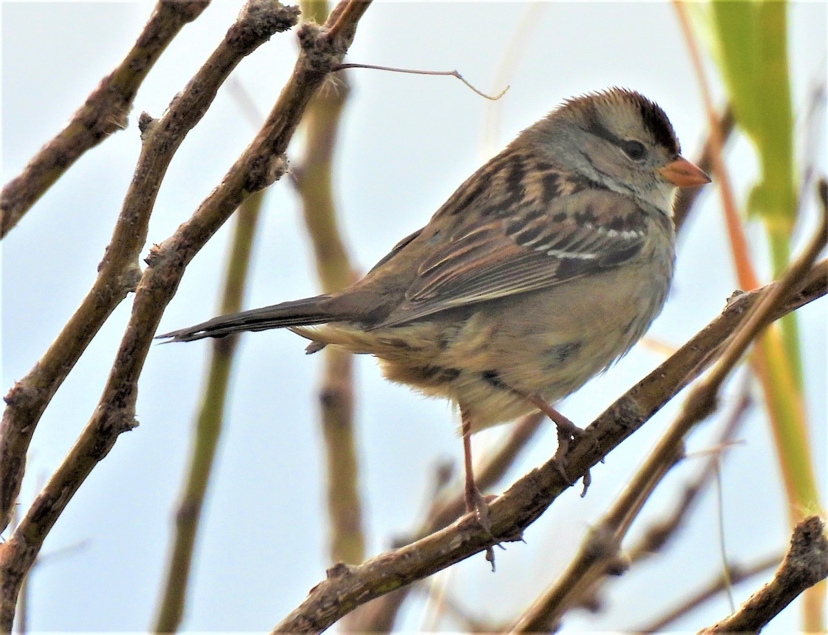 Bruant à couronne blanche - ML407347791