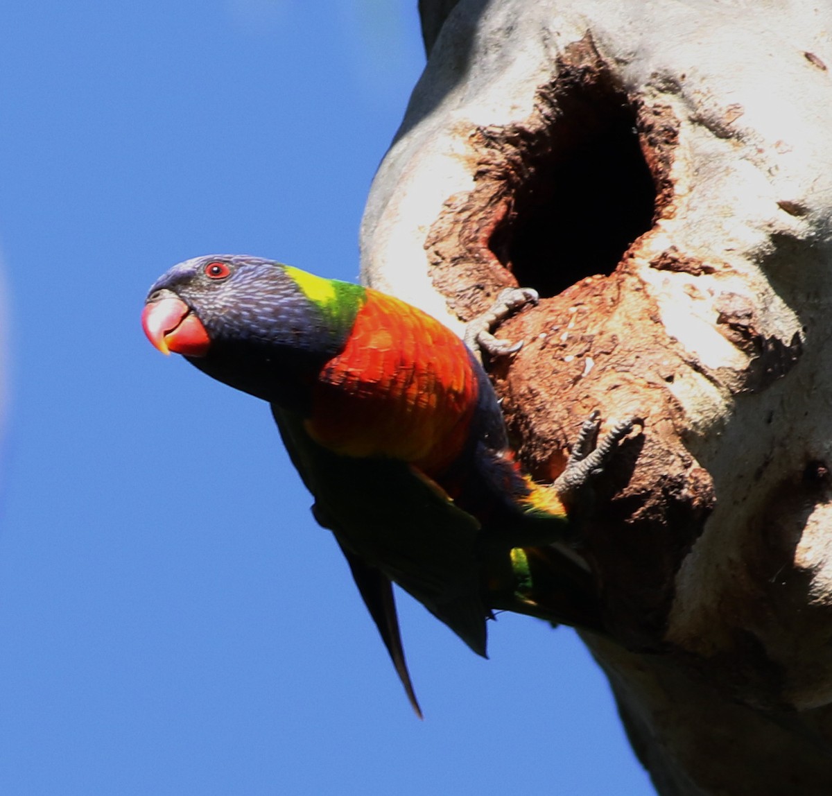 Rainbow Lorikeet - ML407349401