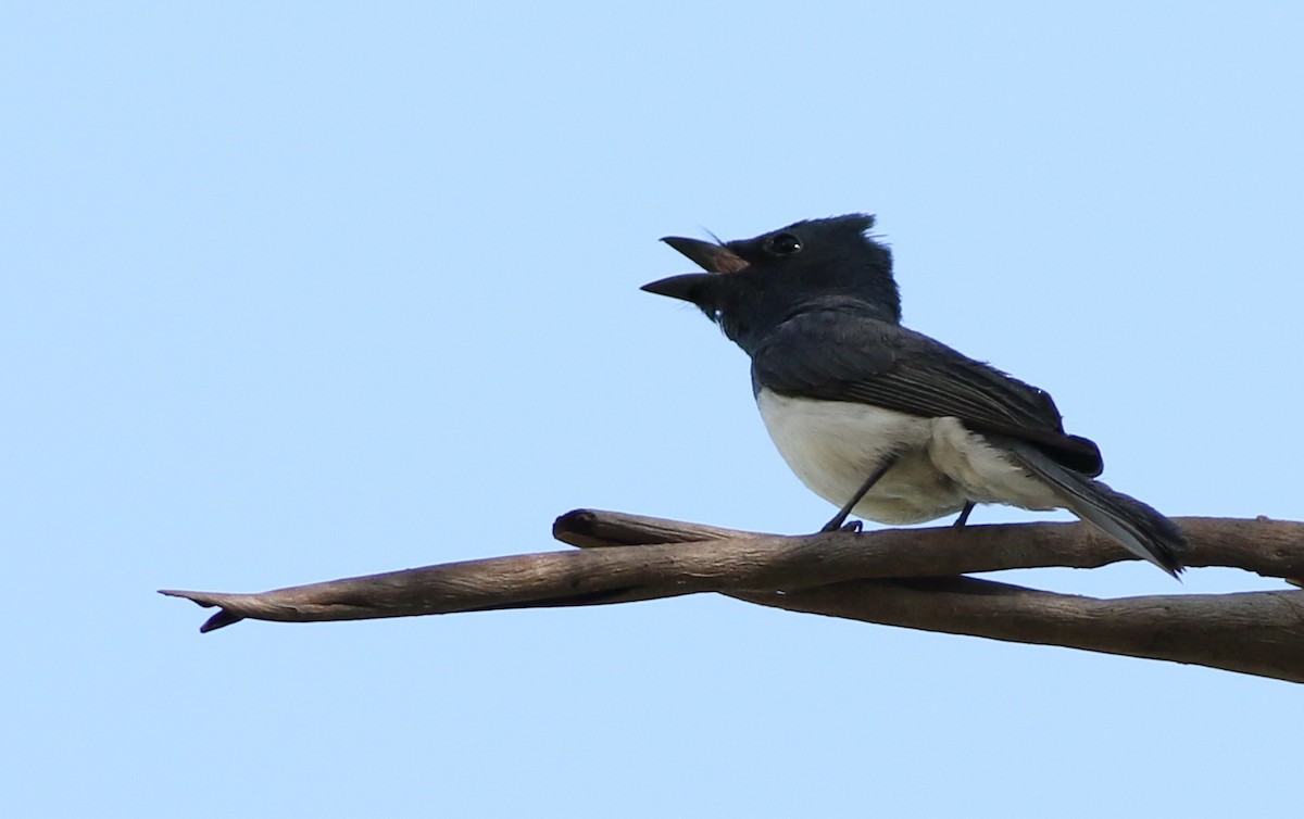 Leaden Flycatcher - ML407349441