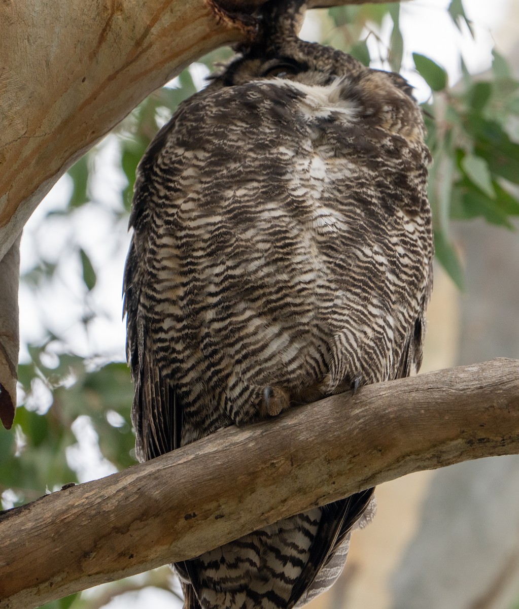 Great Horned Owl - ML407349741