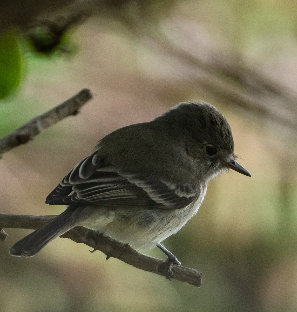 Gray Flycatcher - ML407349941