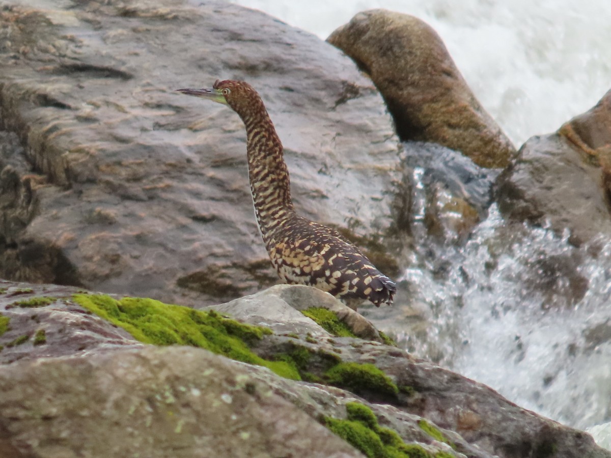 Fasciated Tiger-Heron - Kathy Carroll