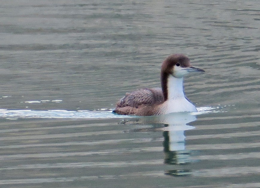 Pacific Loon - ML407353141