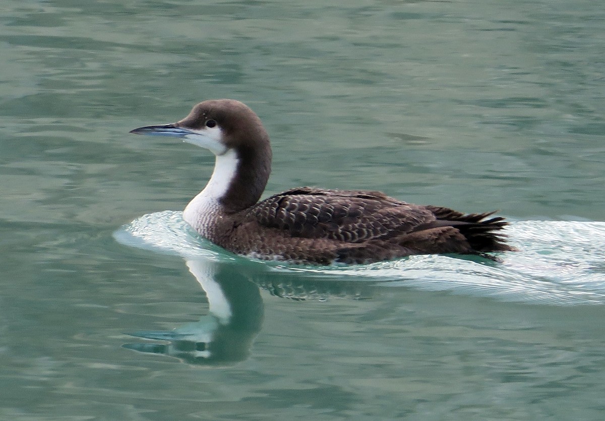 Pacific Loon - ML407353151