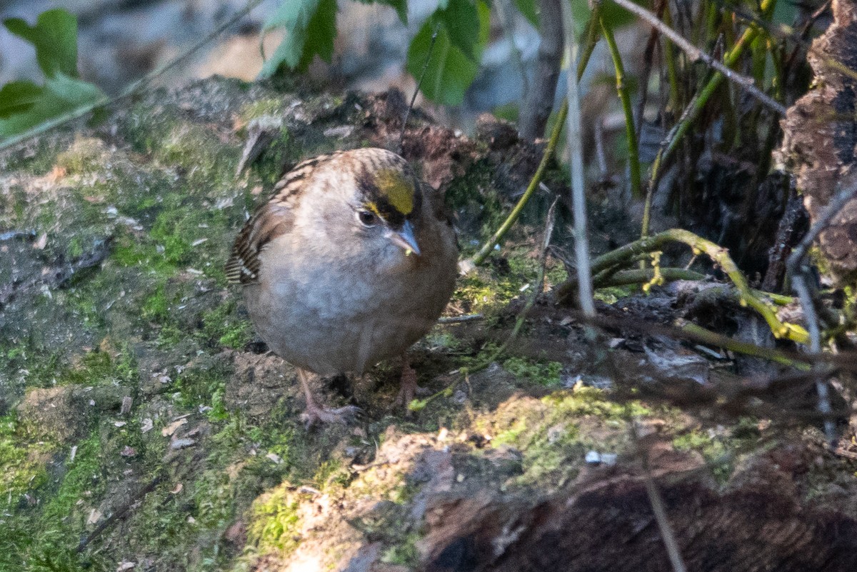Golden-crowned Sparrow - Bob & Bettina Arrigoni