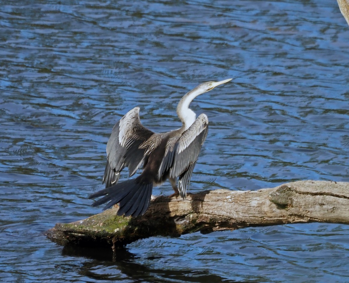 Austral-Schlangenhalsvogel - ML407355111