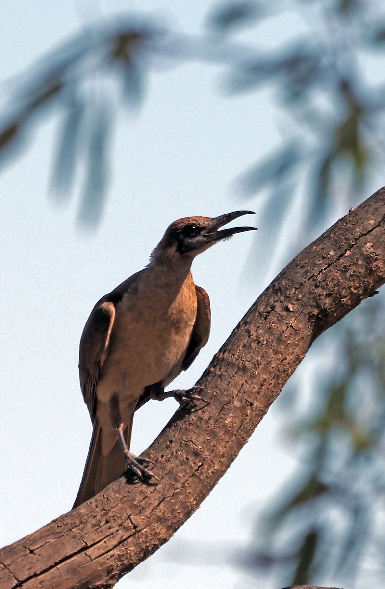 Медівник австралійський - ML407355441