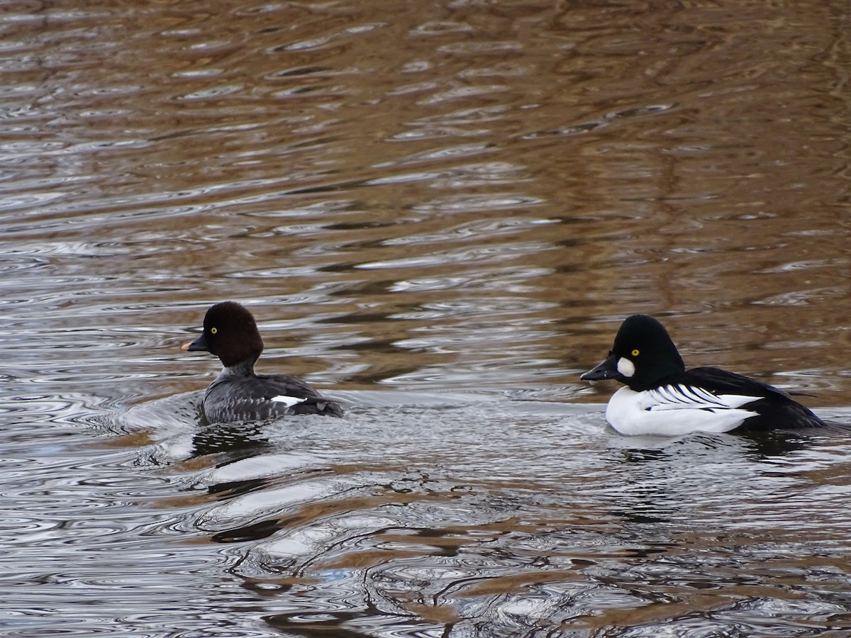 Common Goldeneye - ML407357511