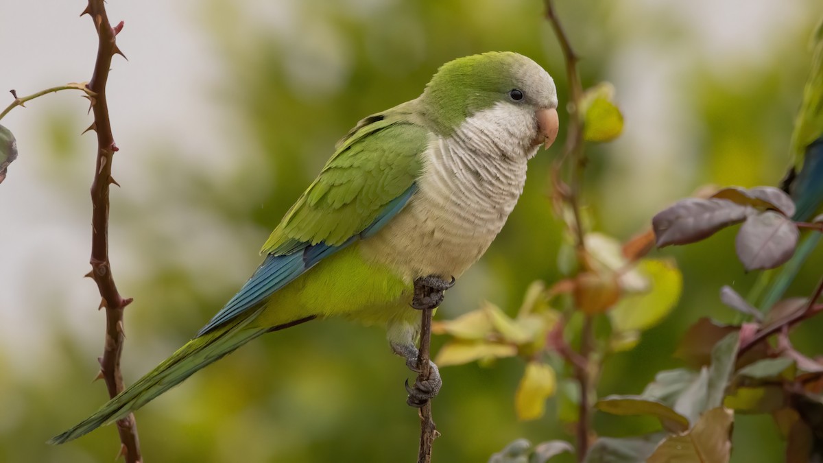 Monk Parakeet - Andrés  Rojas Sánchez