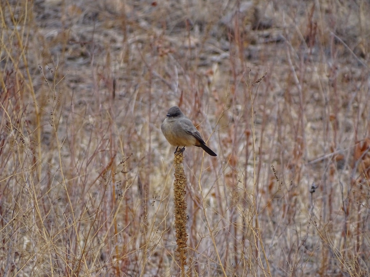 Say's Phoebe - ML407358021