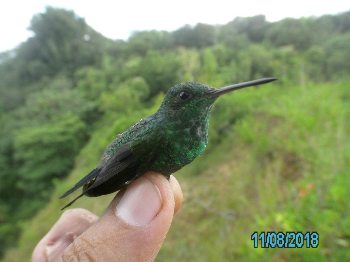 kolibřík zrcadlový - ML407358121