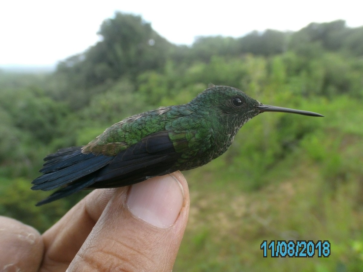 Glittering-throated Emerald - ML407358551