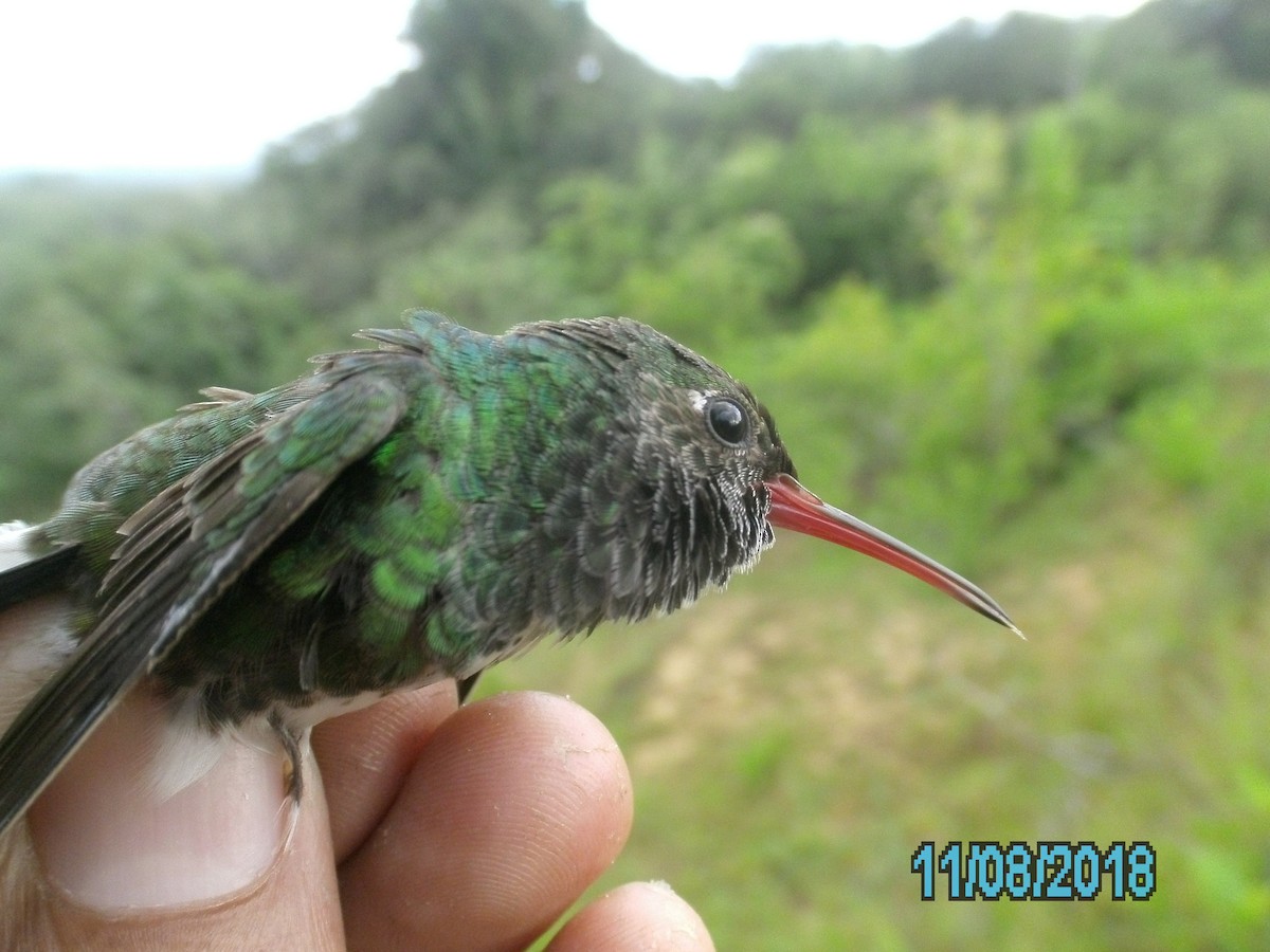 Glittering-throated Emerald - ML407358841