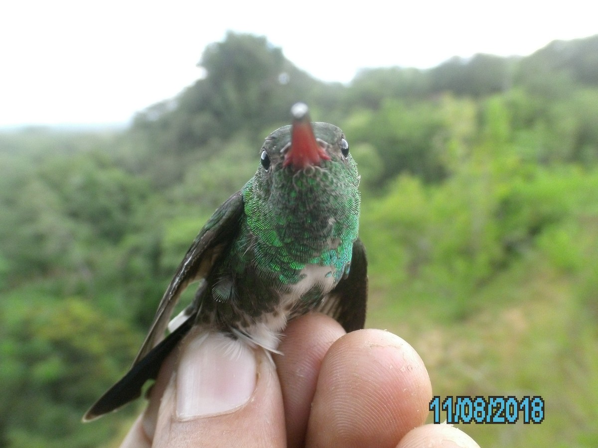 Glittering-throated Emerald - ML407359111