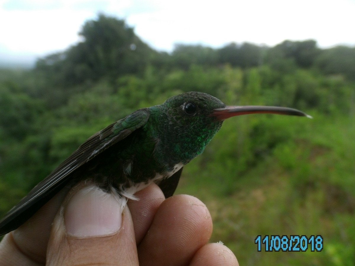 Glittering-throated Emerald - ML407359321