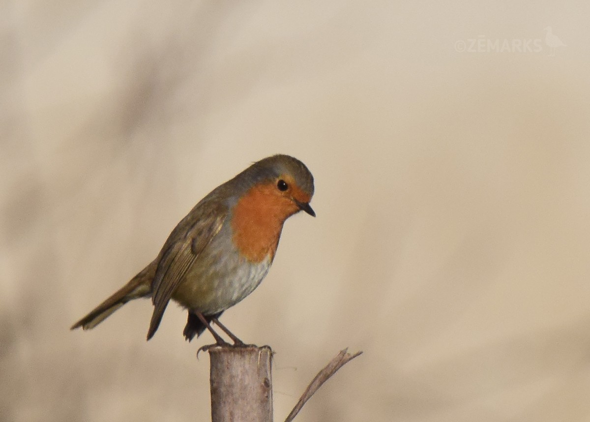 European Robin - ML407359501