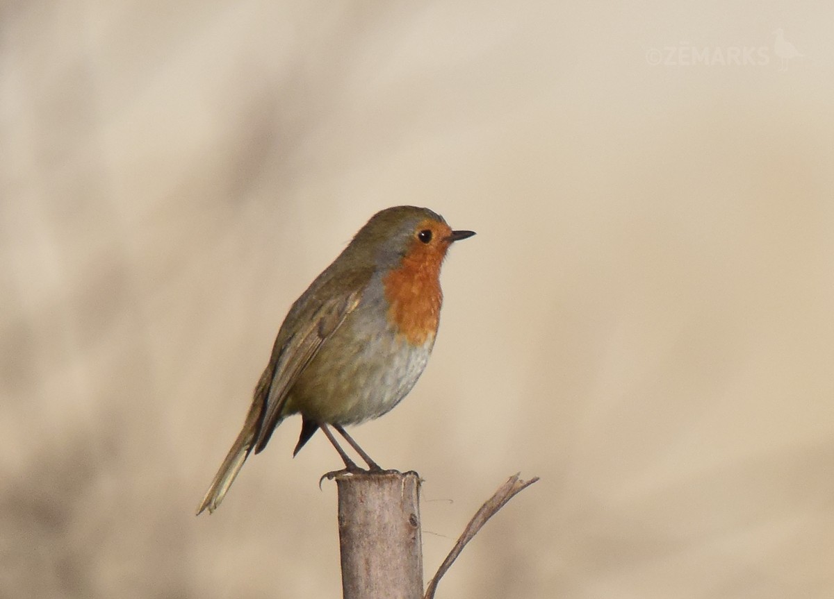 European Robin - ML407359531