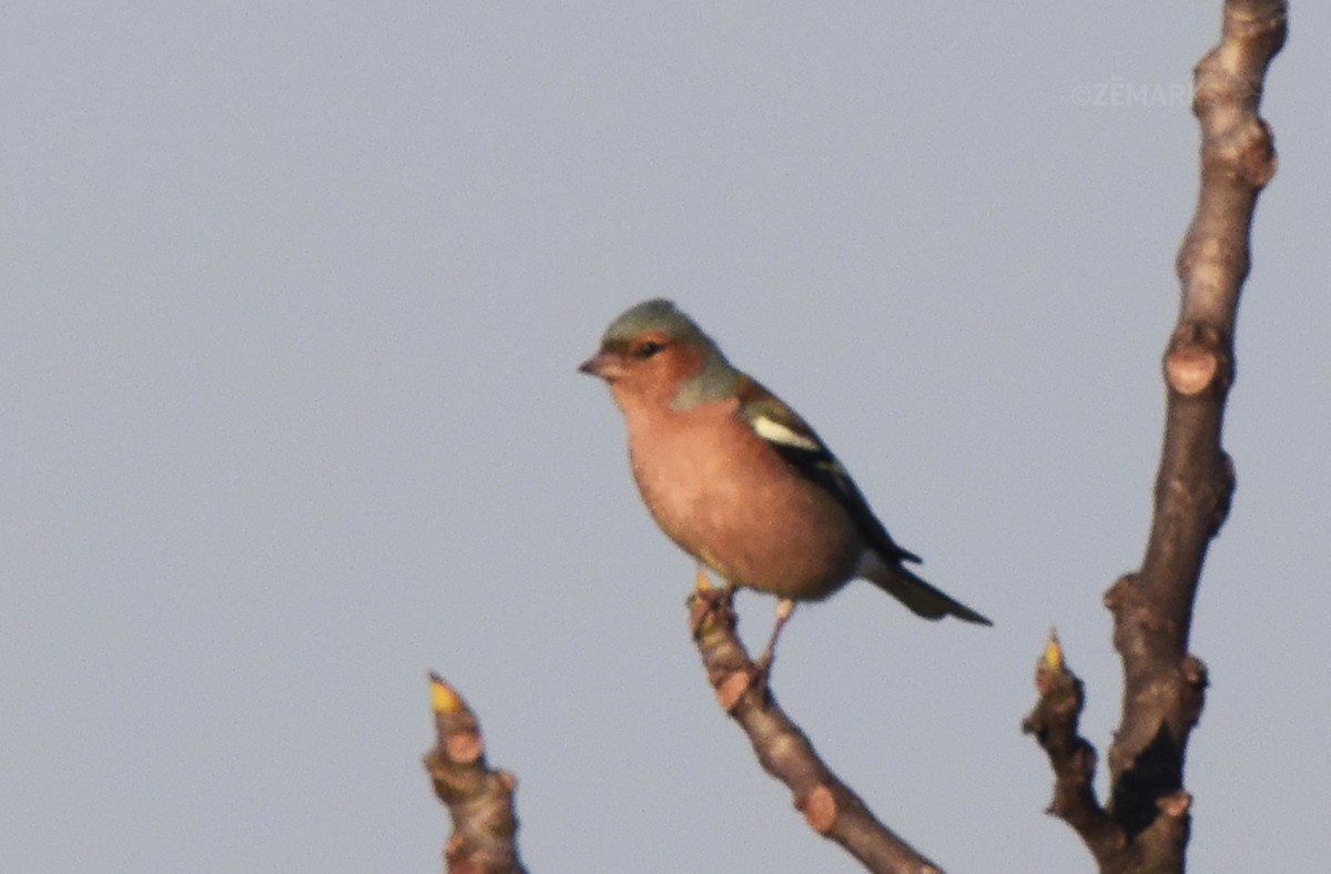 Common Chaffinch - ML407359981