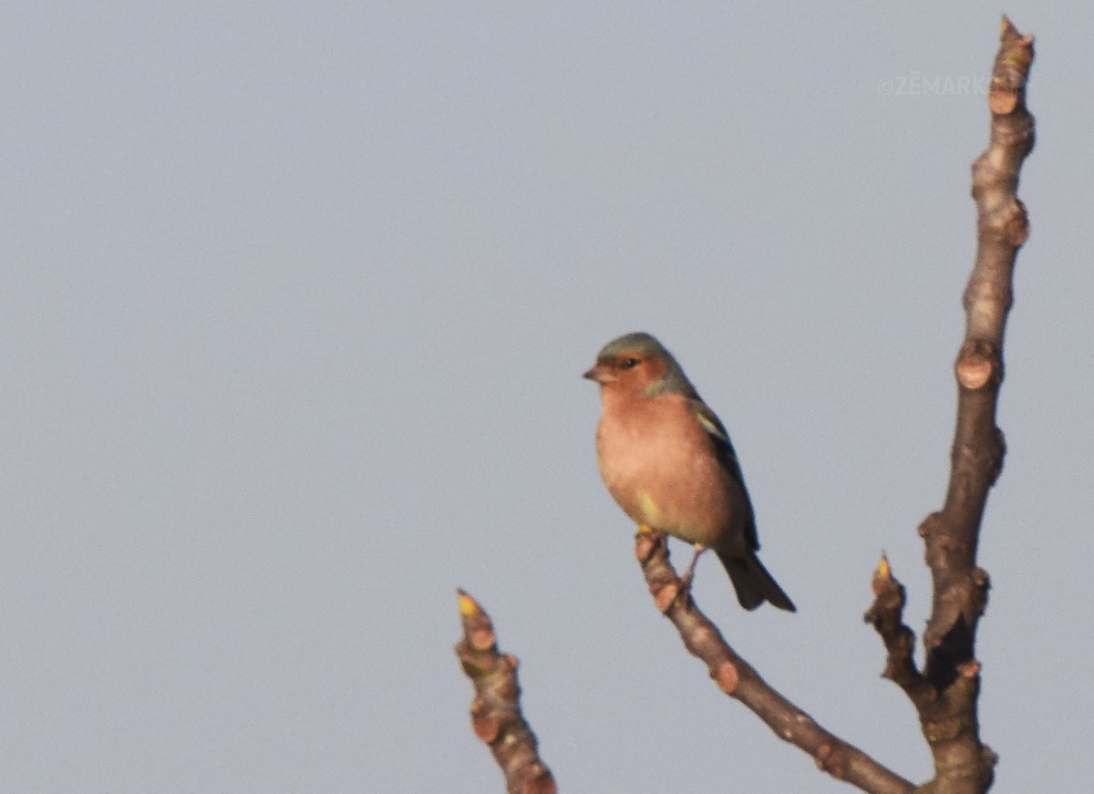 Common Chaffinch - ML407359991