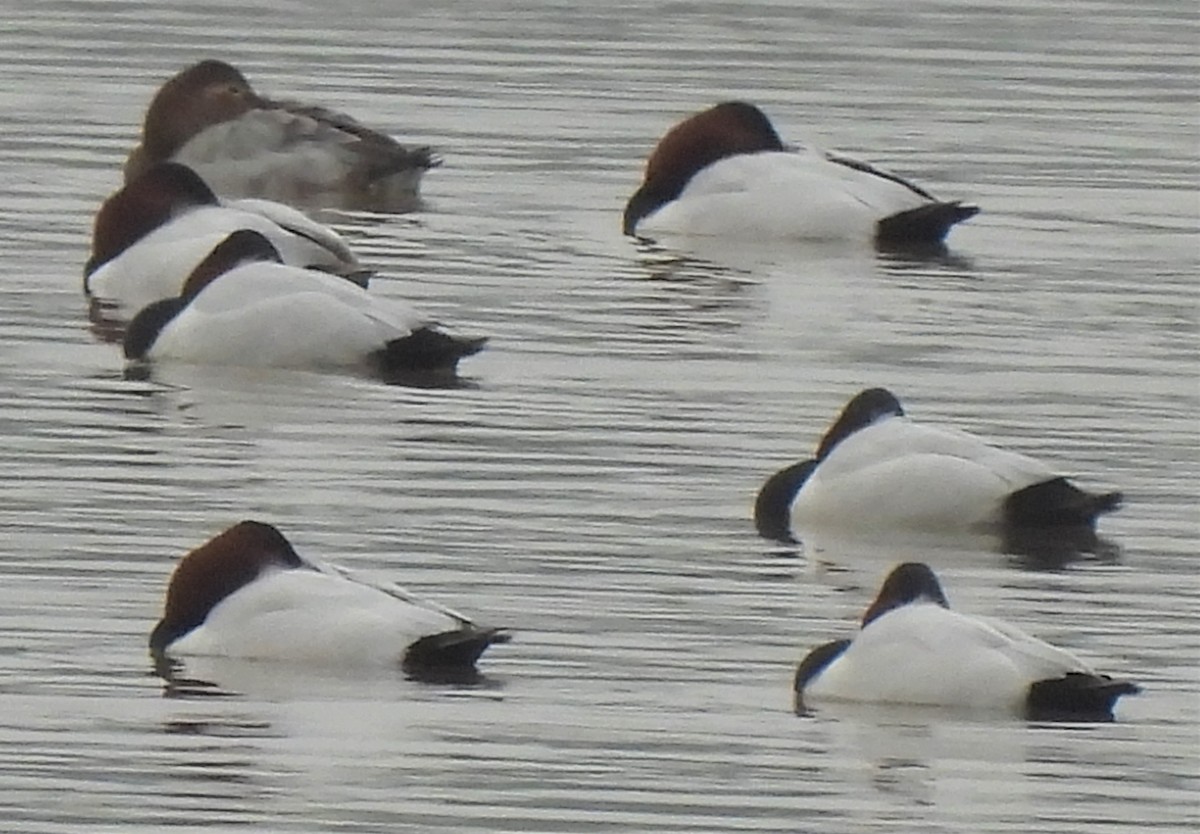 Canvasback - ML407360291