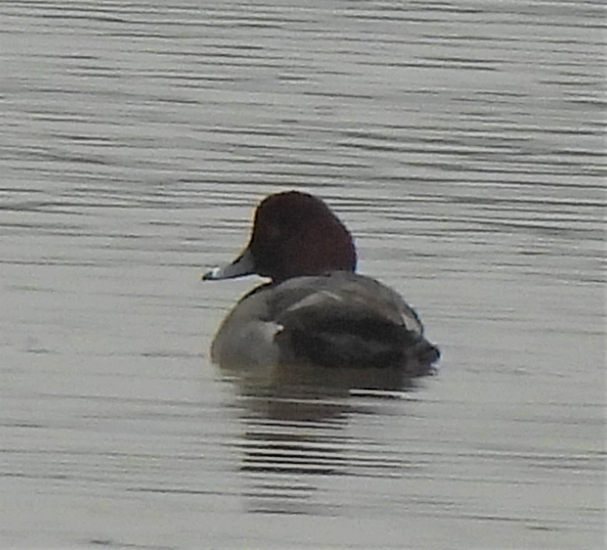 Redhead - Rick Bennett