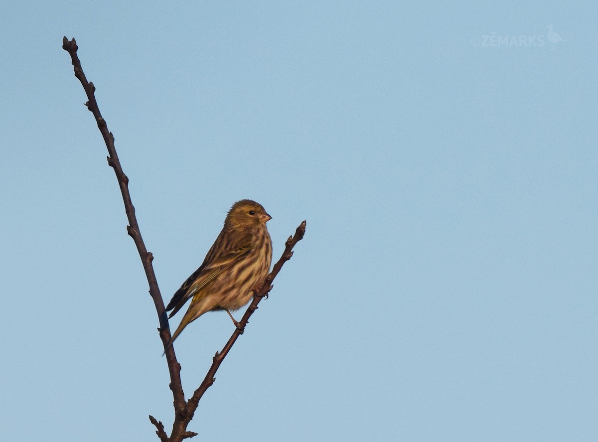 European Serin - ML407360671