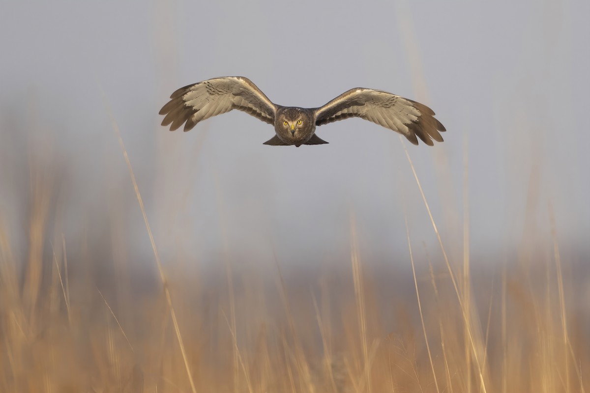 Northern Harrier - ML407361961