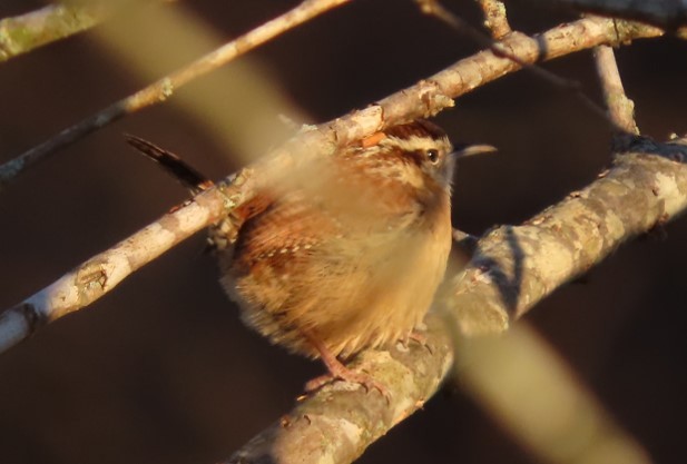 Carolina Wren - ML407363171