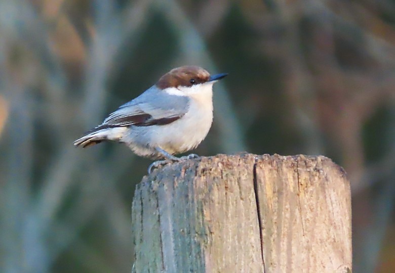 Brown-headed Nuthatch - ML407363581