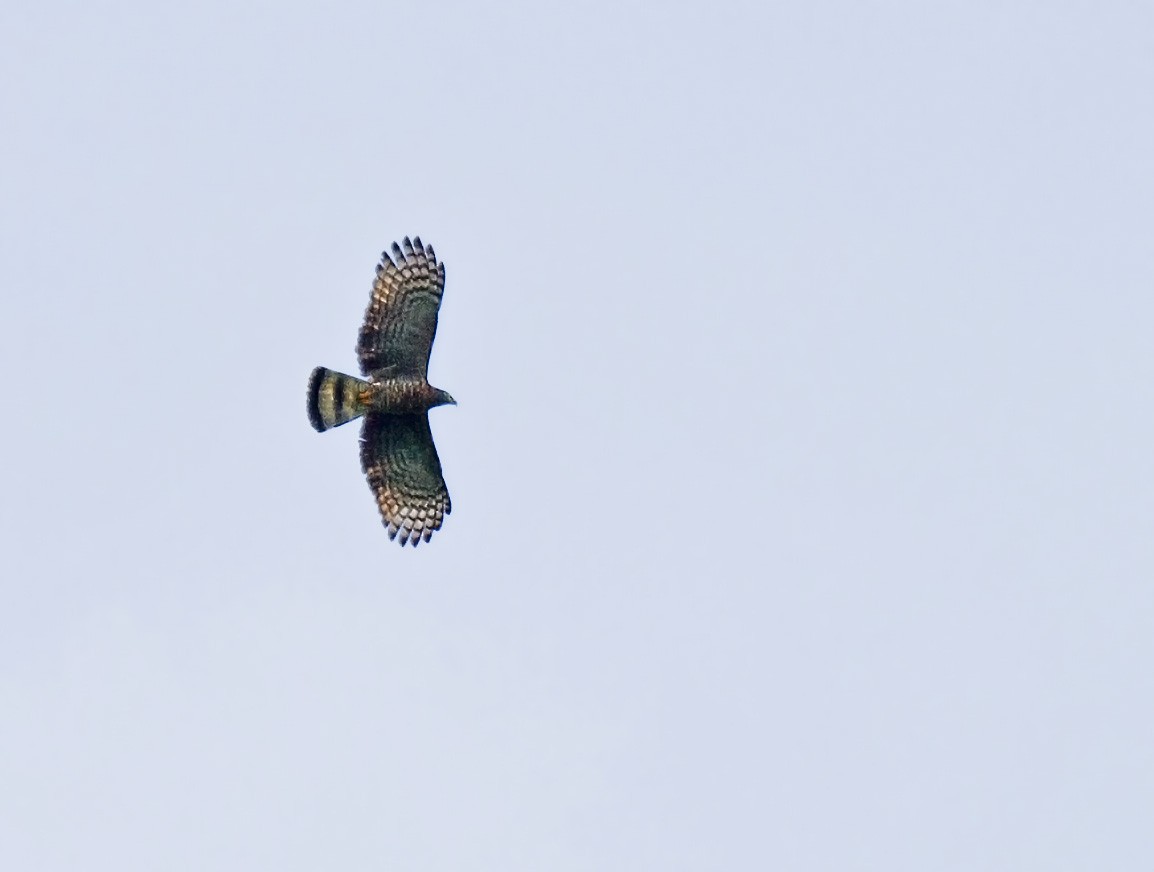 Hook-billed Kite - ML407364781