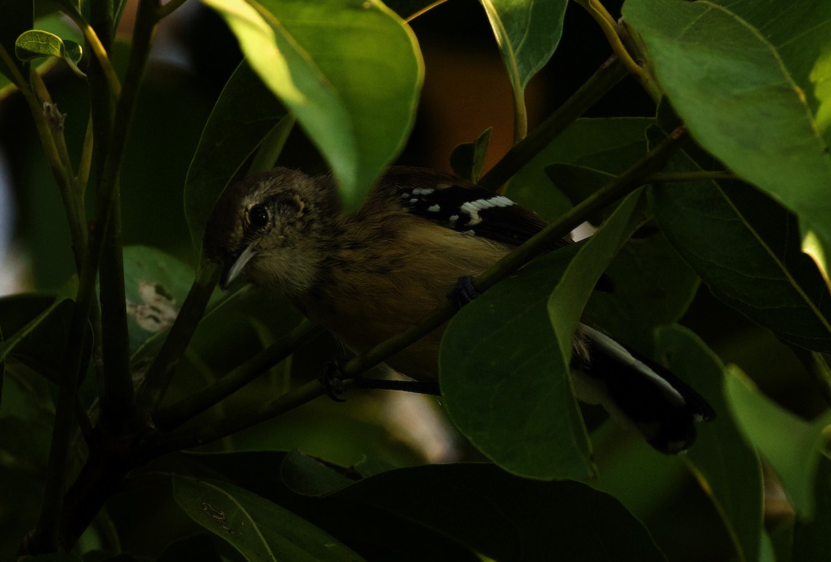 Northern/Southern White-fringed Antwren - ML407365221