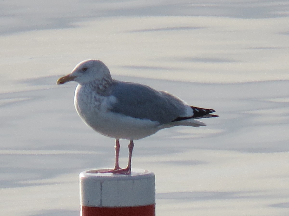 Herring Gull - ML407366211