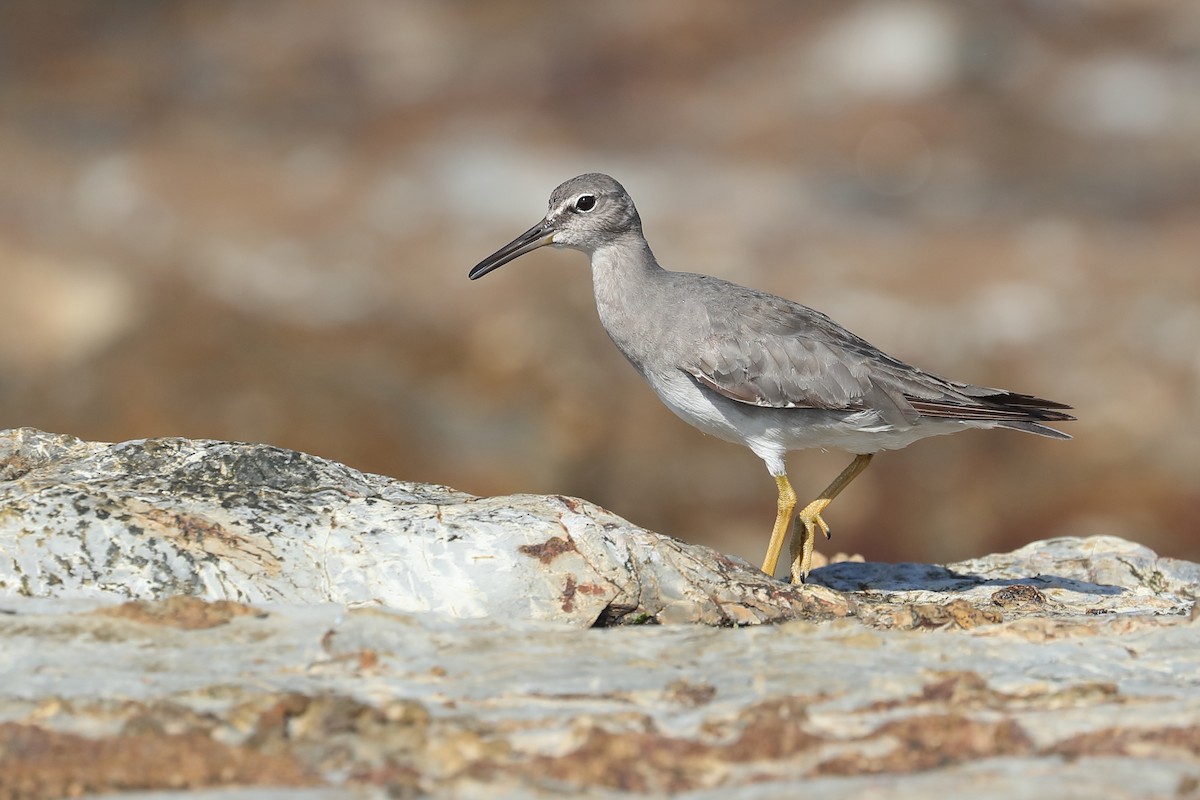 Wandering Tattler - ML407366861