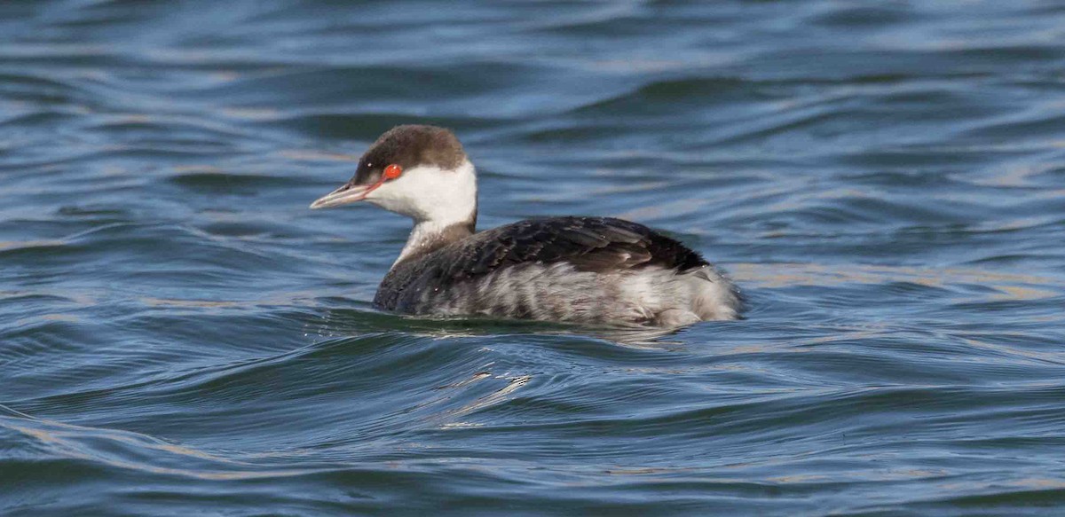 Horned Grebe - David Barton