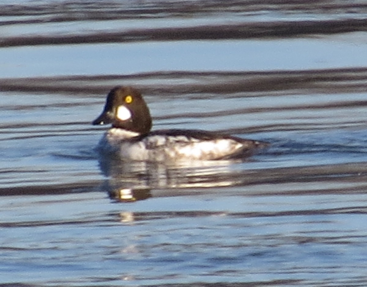 Common Goldeneye - ML407369201