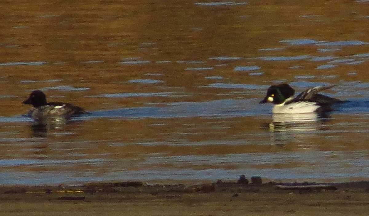 Common Goldeneye - ML407369301