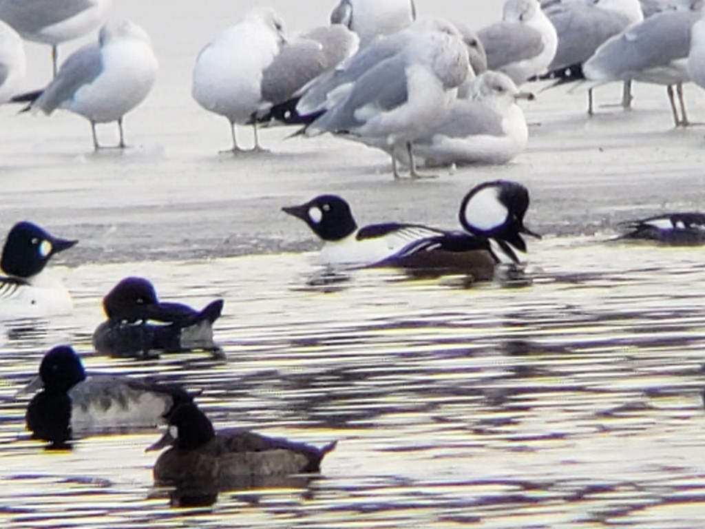 Lesser Scaup - ML407371721