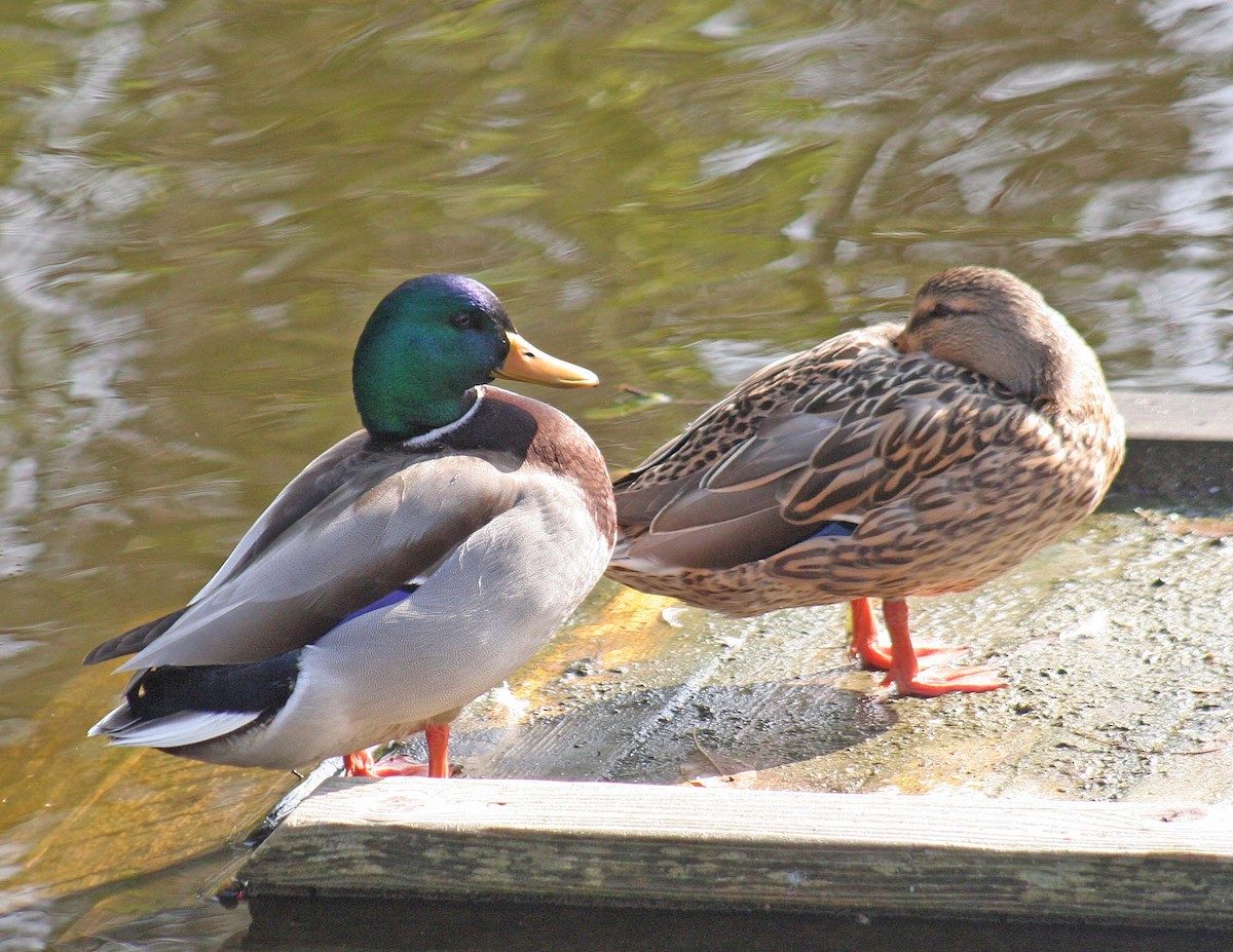 Mallard - ML407372061