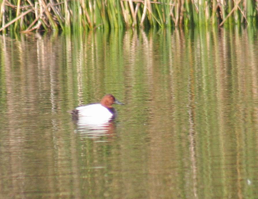 Canvasback - ML407372191