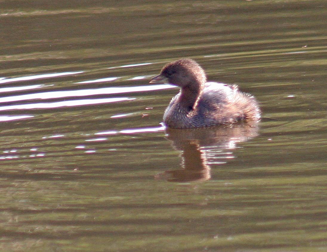 Pied-billed Grebe - ML407372321