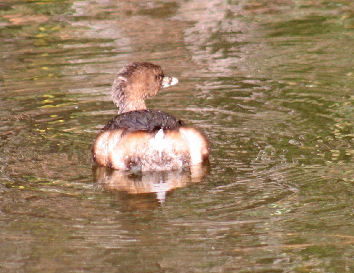 Pied-billed Grebe - ML407372371