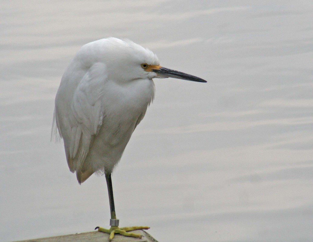 Snowy Egret - ML407372451